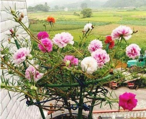 花朵|3种花随便养,长得快开花多,养成瀑布,美如画!