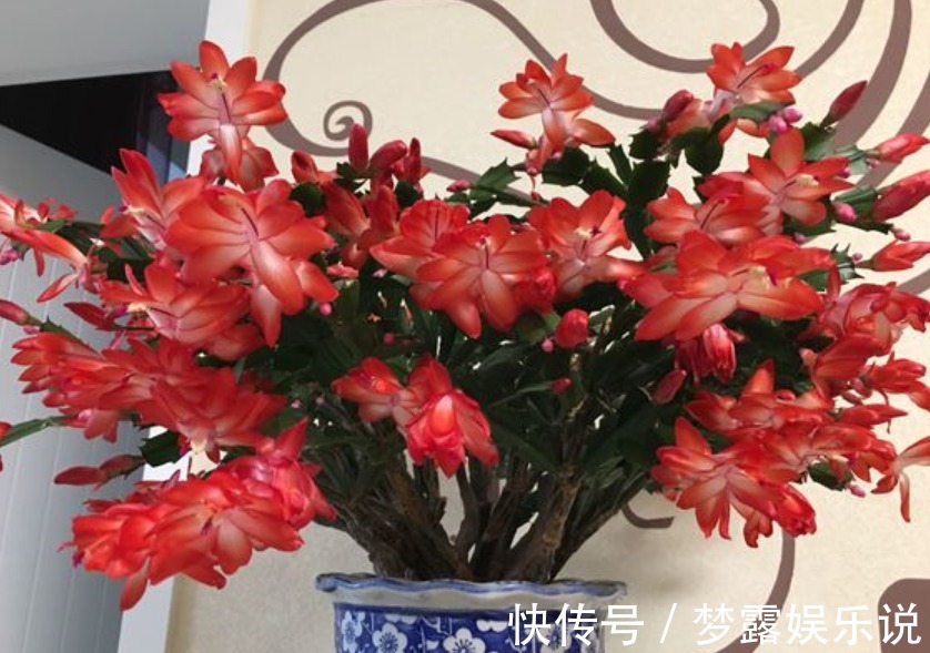 叶片|养蟹爪兰常见症状解决办法，只要发现不对劲，“见招拆招”准没错