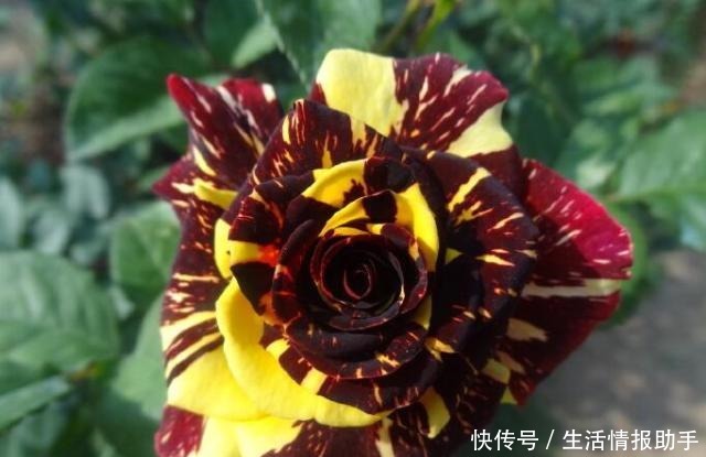 好特别的“1种花”，很多人都说“头回见”，你见过！