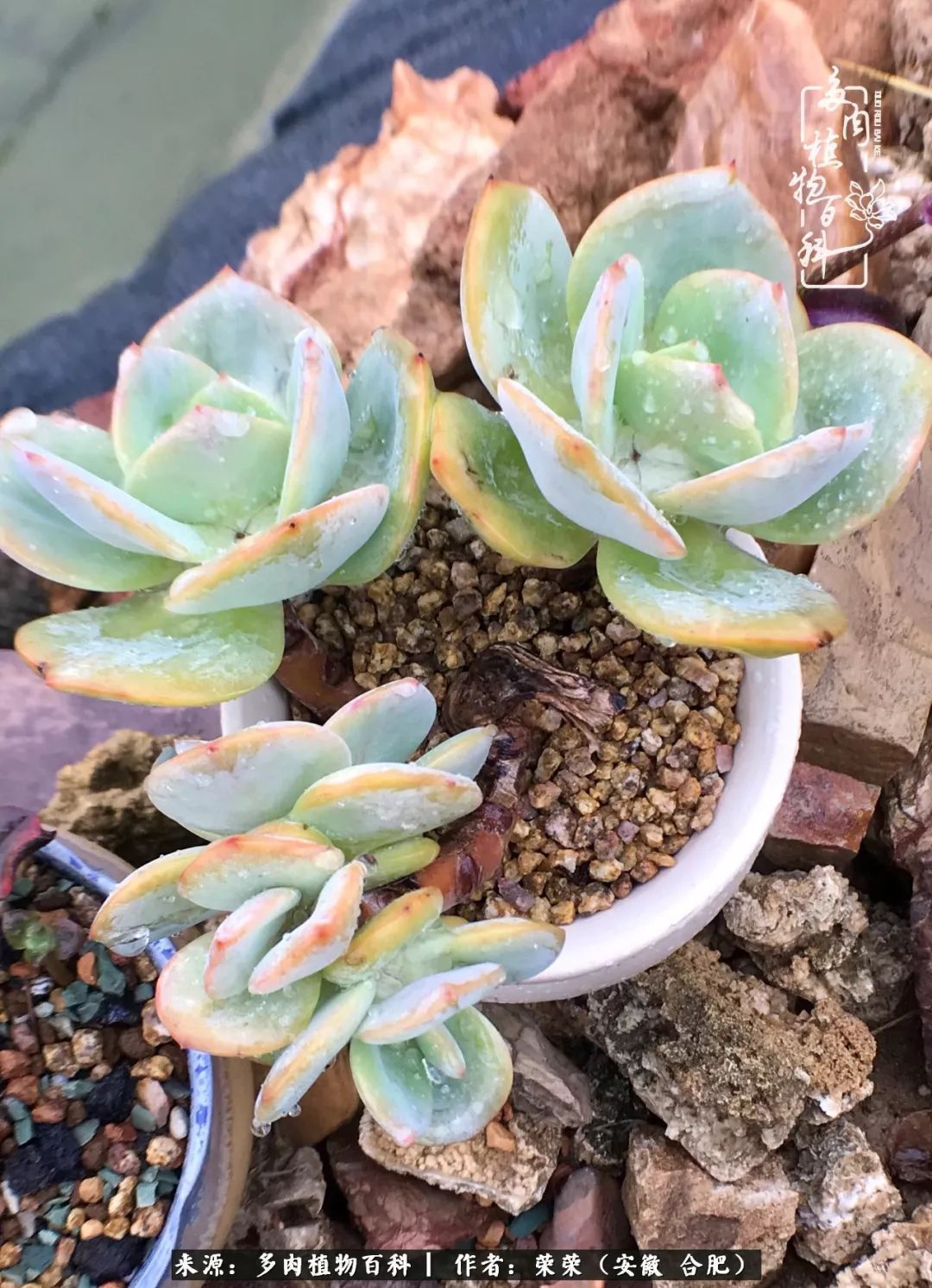 初秋时节，度夏后的多肉陆续回归！偷偷上了一层淡妆！