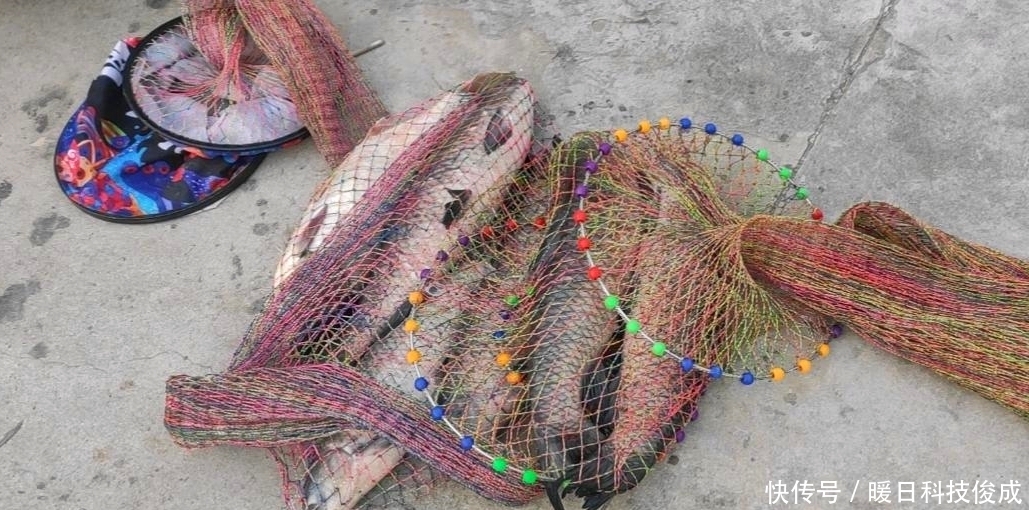 钓鱼|黑坑“偷驴”!无锡钓友150元钓了11条青鱼,鱼塘老板心态崩了