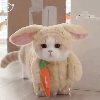 |搞笑表情包|来嘛~