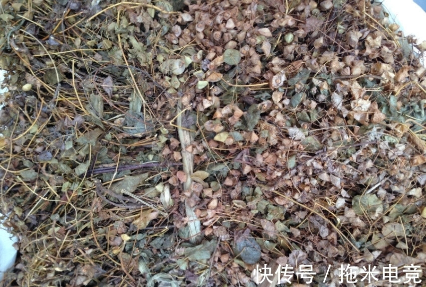 野草|农村人称“穿心莲”，山区石缝中的稀罕物品，如果有幸遇见别采摘