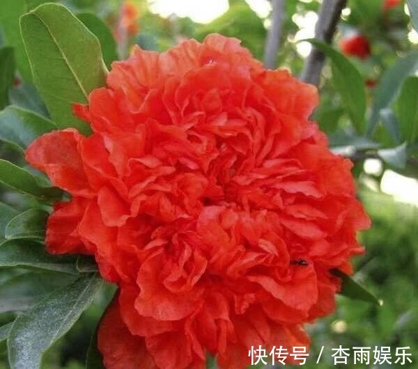 不抽烟、不喝酒，此花也要养2盆，花朵大又红，寓意子孙满堂