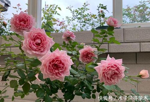 花卉|去闺蜜家住,被满阳台的微型月季吸引了,做法真高级,拍照来看看