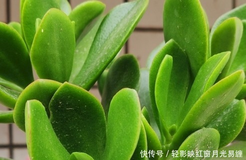 这三种绿植最欠收拾,越是给它剪光头越能长势凶猛!太好养了真是