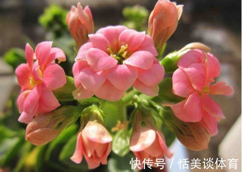 几种花养家里,好养又漂亮,漂亮花朵,寓意吉祥美极了