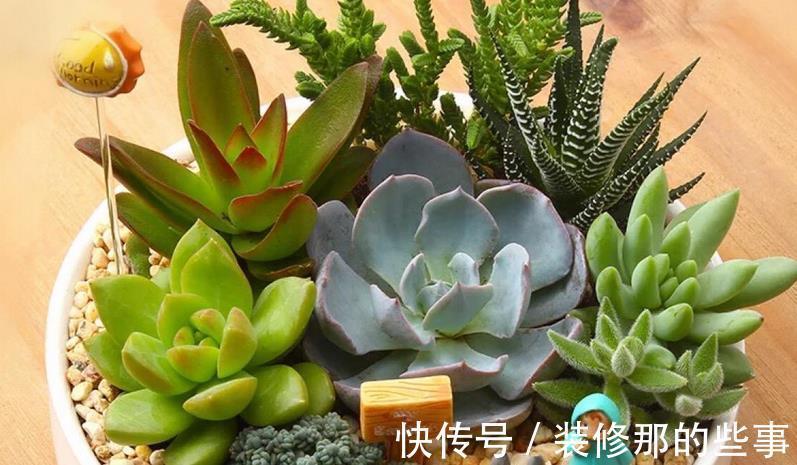老花匠们|多肉长得好或坏，有很多原因，这3条因素占了一大半