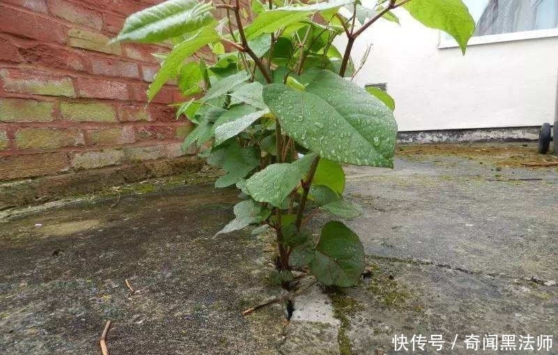  房前屋后，看见这植物，得铲掉