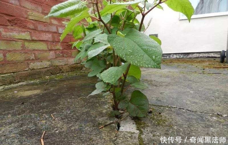 房前屋后,看见这植物,得铲掉