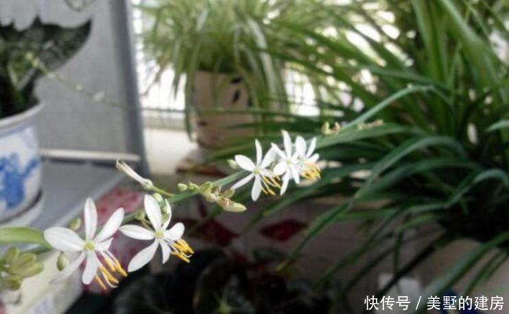 盆栽文竹和吊兰,盆里加勺“它”,10天用一次效果惊掉下巴