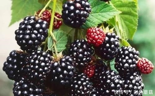 男女养生,可以坚持吃的食物,营养美味、延缓衰老,气色更好