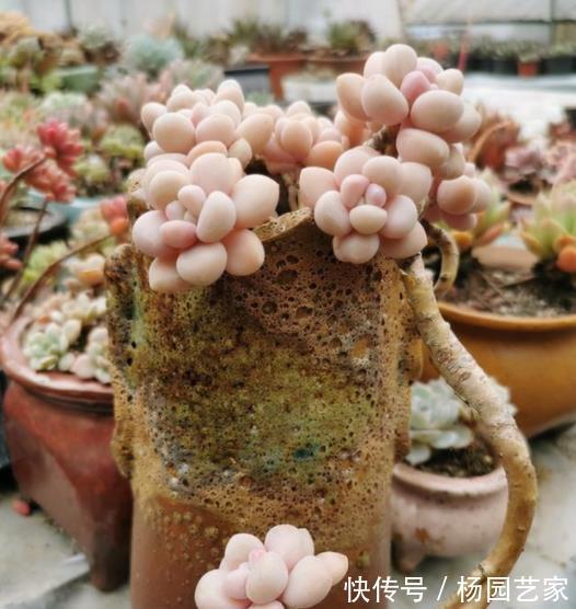 悬崖|喜欢悬崖桩多肉选它，叶片肥厚上色美，茎秆粗壮易爆头