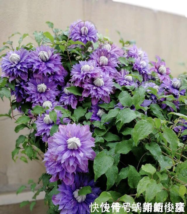 无尽夏|如果我有小院,一定会养这“3种花”,让小院变花园,年年看花