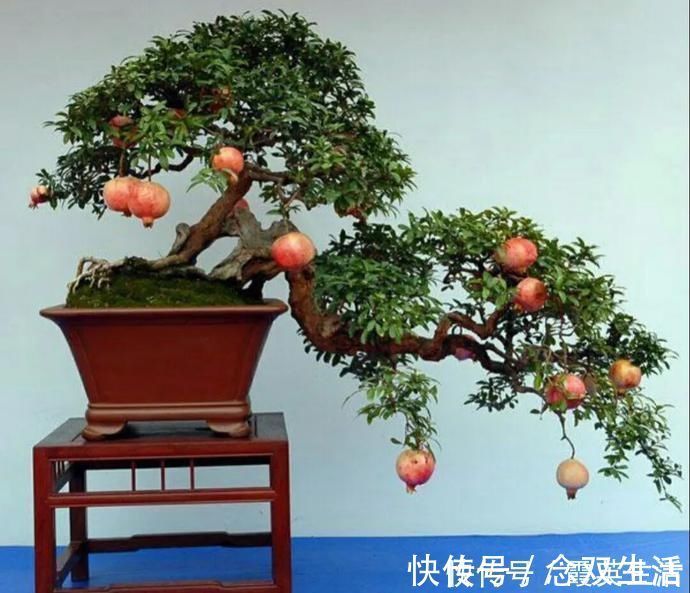 叶片|盆景制作技法夏天来到，盆景脱衣换锦，有6种好处