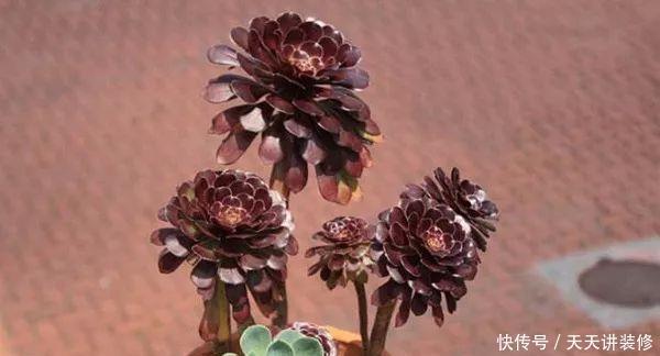 多肉植物黑法师怎么砍头，砍头后一株变多株