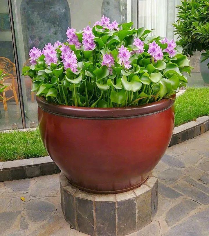 30斤的大水缸,拿来养花成宝贝,怪不得都抢着要