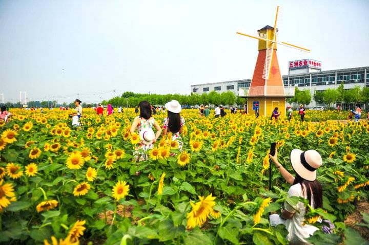 花海|六万株向日葵花开！济南这处免费花海等你来打卡