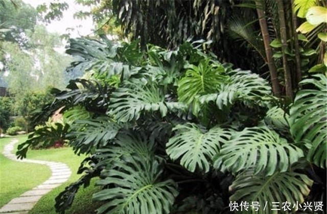 缺水|看好了, 就是这五种花! 越浇越爆盆, 一缺水马上就蔫了, 你家有吗