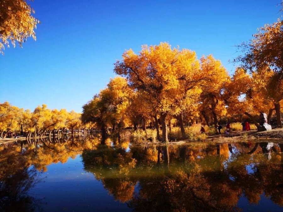 志愿者|暖心！他们可终生免费游览额济纳这个景区