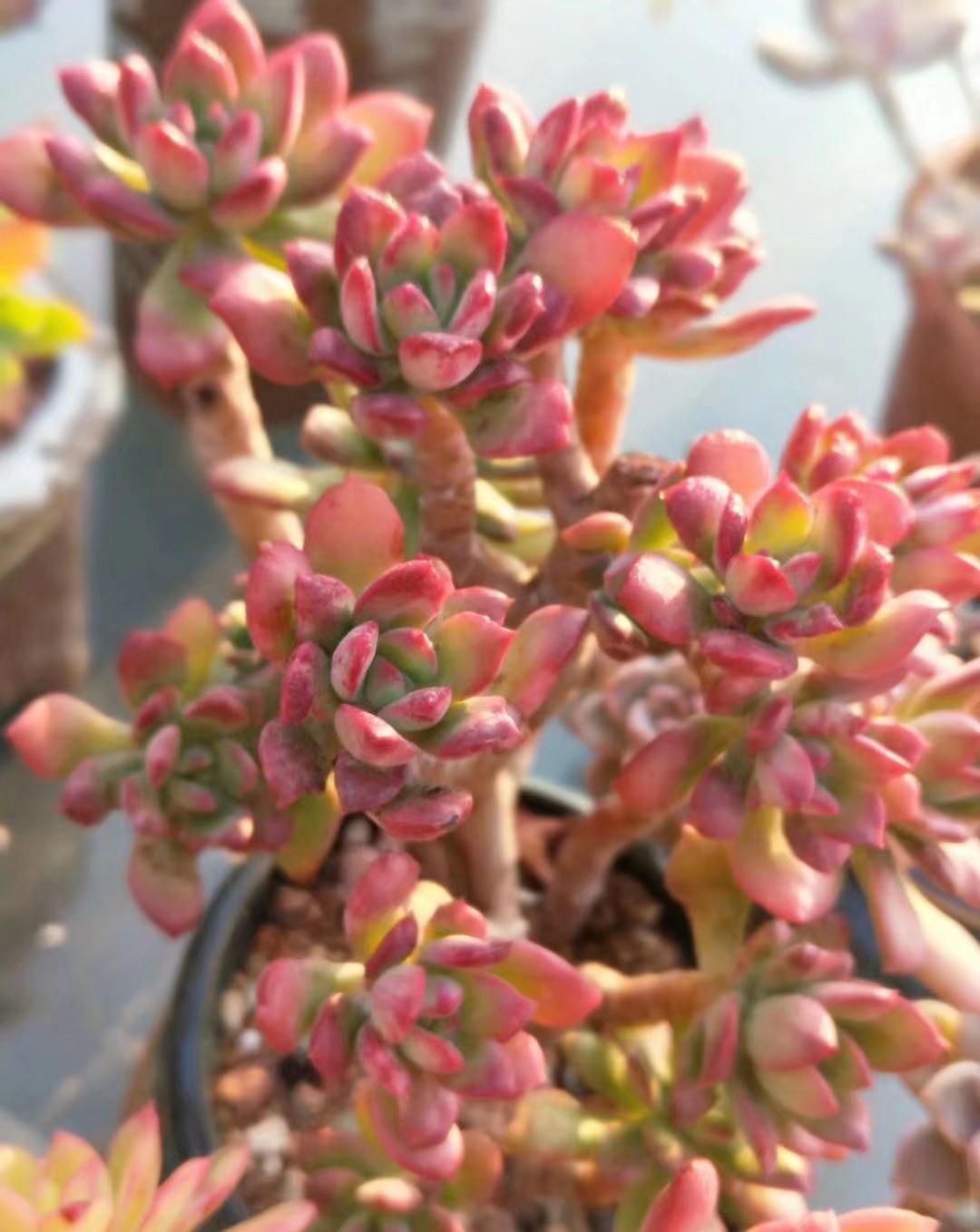 多肉浇水秘笈，各位肉友大神们怎么看