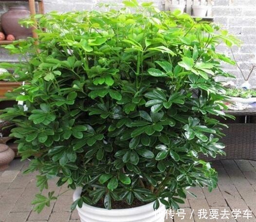 鸭掌木用它养，长得快！方法很简单，只需要盆底埋“12粒”！