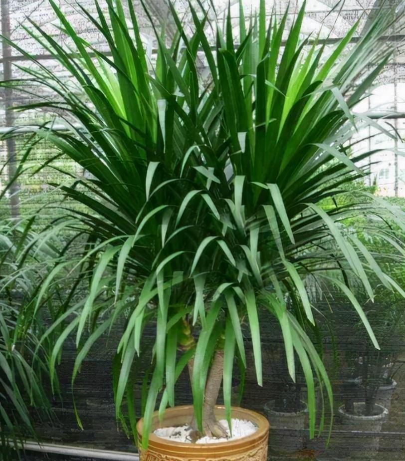 发财树|冬天的6种室内盆栽,“懒养”最合适,“勤养”反而容易出问题