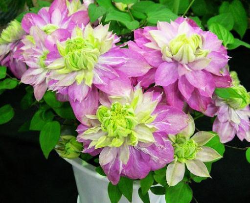 这“3种花”，靠一根枝就能“蹿满墙”，家里养一盆，半月成红墙