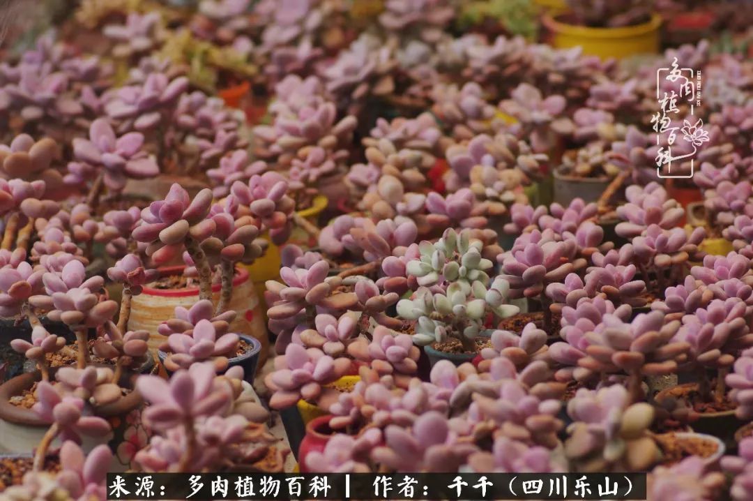 夏天日晒雨淋，秋老虎来势汹汹，你的多肉准备好逆袭了吗