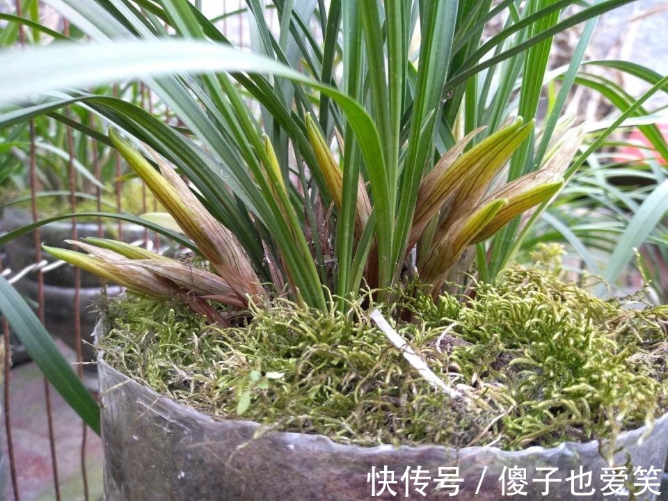 秋天养兰花，给它喂上2种“出芽肥”，新芽嗖嗖冒、年底开花多