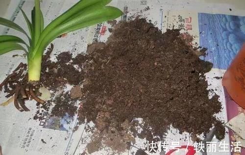 养花烂根不是大问题!土里埋点它,根须刷刷长满盆,越来越壮实