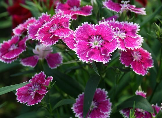 养这些花,花开超级美,花朵美艳迷人眼,花香四溢飘满屋