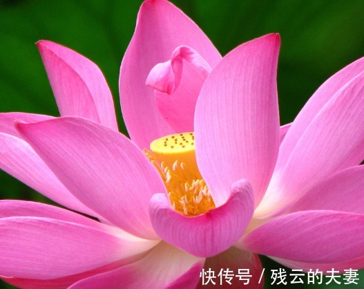 日子|步入8月底,喜鹊枝上叫,喜事快来到,4属相日子富贵有余