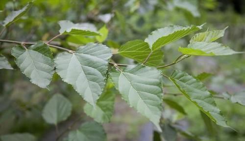 桑叶|乡下土里长出来的降压药，高血压吃一个降一个，血压根本高不起来