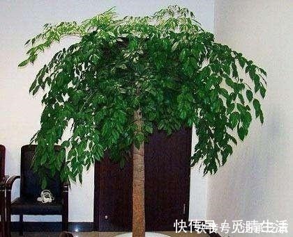 富贵人家养花,专养这5-6种“寓意好”的“树”,您有在养吗!