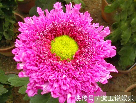 喜欢菊花，不如养盆“菊中珍品”紫龙献爪，似龙爪裂天，霸气十足