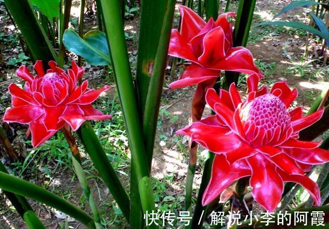 金色“大莲花”好看还好吃,“巨大神秘”的花,你肯定没见过