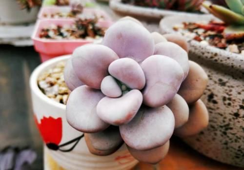 多肉桃蛋叶片发皱？建议不要连续浇水，要不然你很可能会收空盆哦