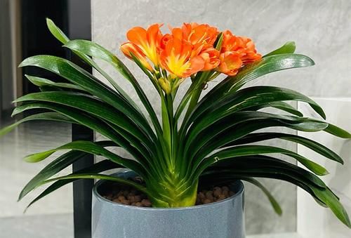 六种花一到夏天就怕闷怕潮湿，要多透风少浇水，不然易腐烂