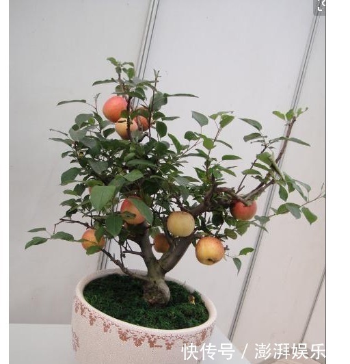 漂亮|以下8种水果的种子，随便一种就是漂亮的花卉盆景，比买的还漂亮