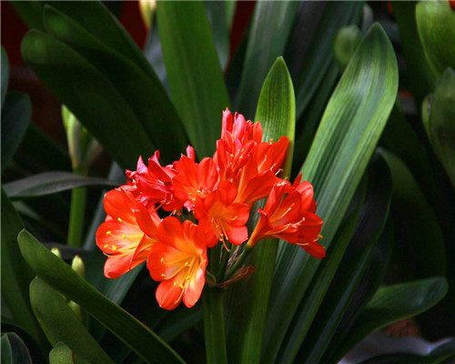 君子兰出现黄叶怎么办教你养护的3个小妙招，别说没提醒