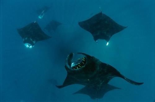 假如地球所有海水全部变成淡水，会发生什么奇异变化？