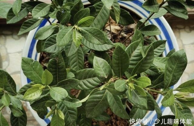 长寿花|什么蚯蚓粪、羊粪,也不如“1种粉”,只需放花盆里,花卉变旺盛!