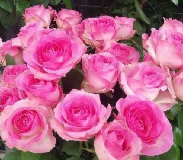 “高档玫瑰”糖果雪山,甜蜜如糖果,美艳清香,可以说是养花必备