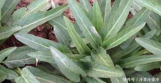 曲曲菜|这种野草皇帝都吃过,若见到不要再当普通杂草,它的作用可大了!