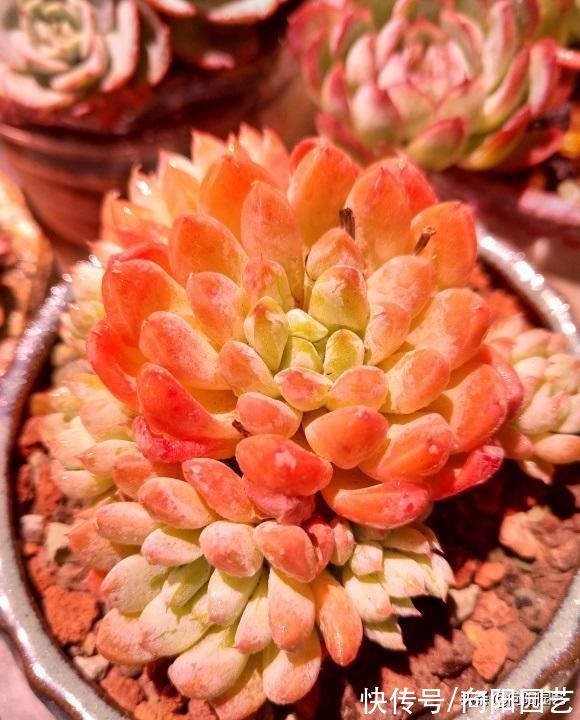 “养肉先养根”，提高温度，湿度，发根快，根系越多越好养