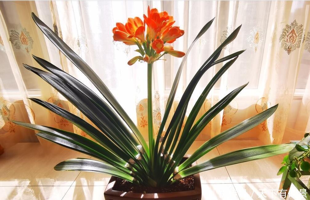 “春不出,夏不晒,秋不干,冬不湿”,君子兰的四季莳养