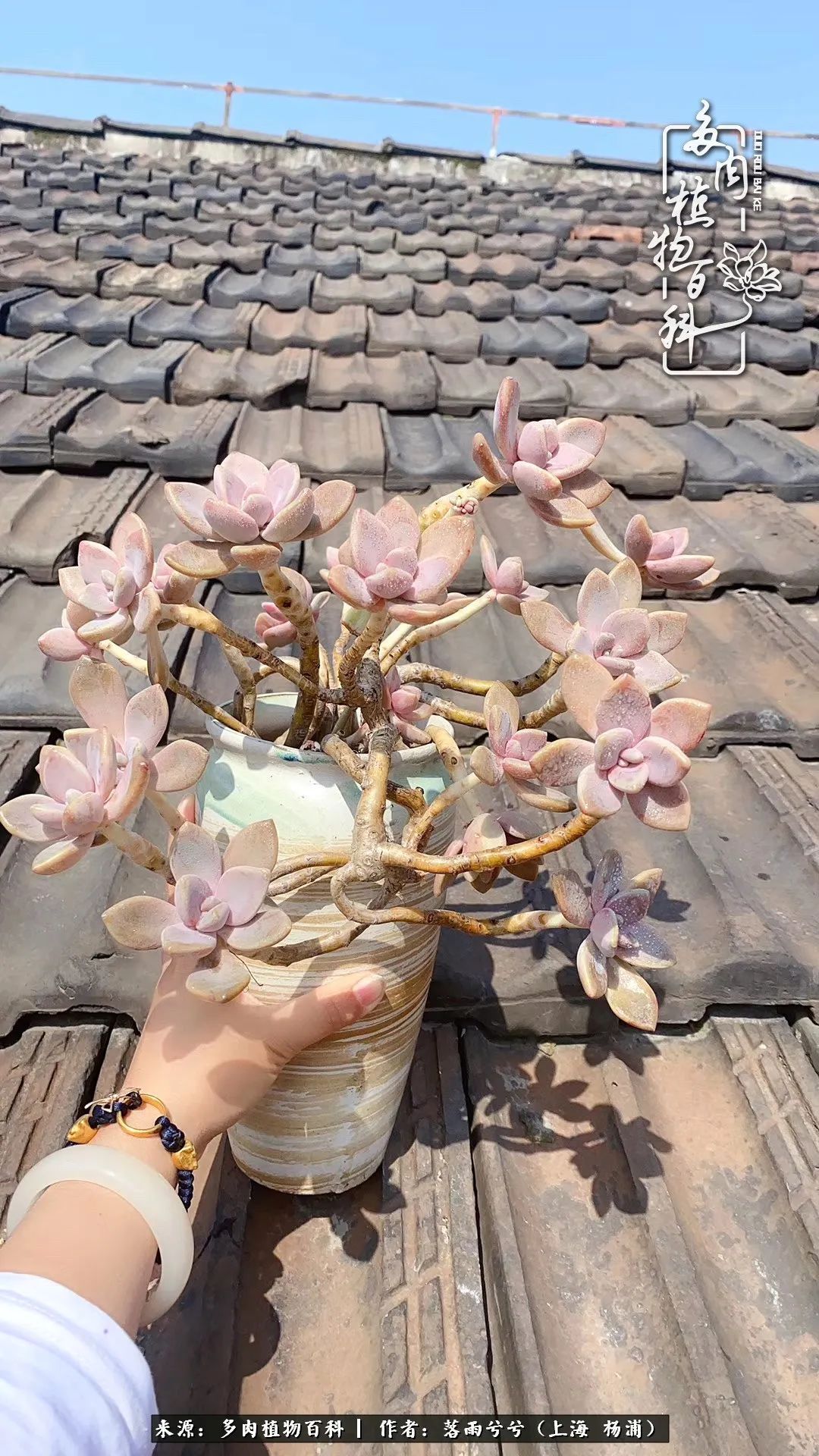 入坑7年多，从菜色到全状态，包邮区的多肉一样可以很美！
