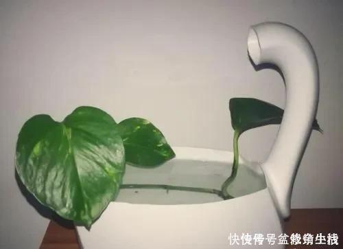 旧物|家中旧物拿来养花，1个花盆也不用买，种了满屋的花，漂亮实用