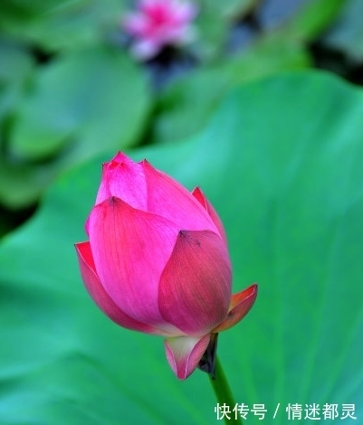 桃花|10月底，运势上涨，4属相桃花朵朵，财源滚滚，生活美满幸福